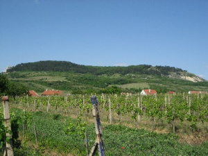 Z Perné je přes vinice pěkný výhled na kopce CHKO Pálava
